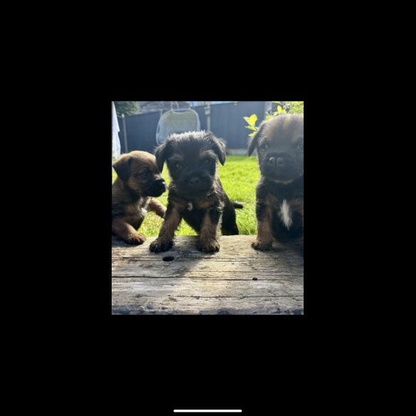Border Terrier - Dogs