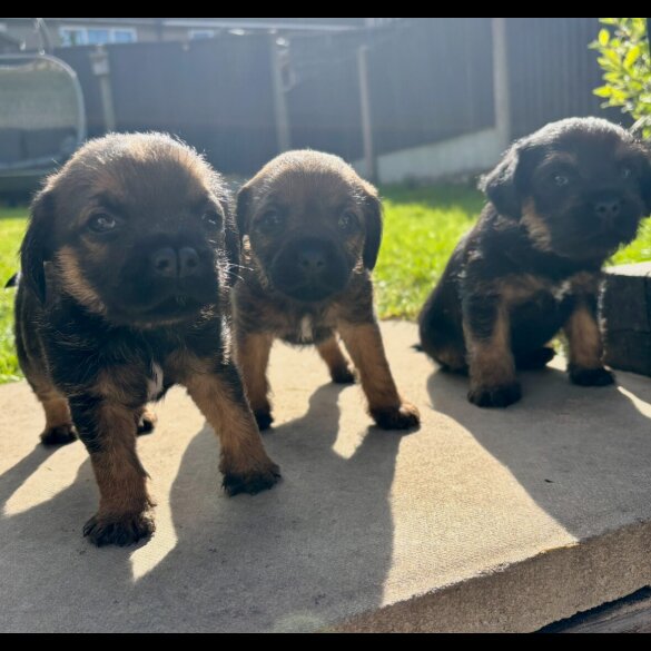 Border Terrier - Dogs