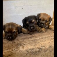 Border Terrier - Dogs