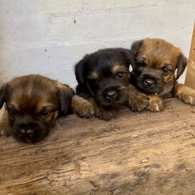 Border Terrier - Dogs