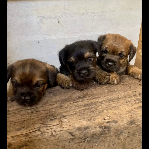 Border Terrier - Dogs