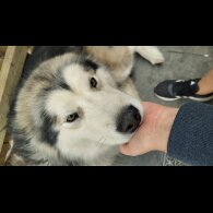 Alaskan Malamute - Both