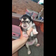 Alaskan Malamute - Both