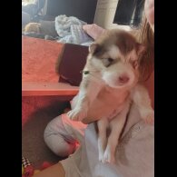 Alaskan Malamute - Both