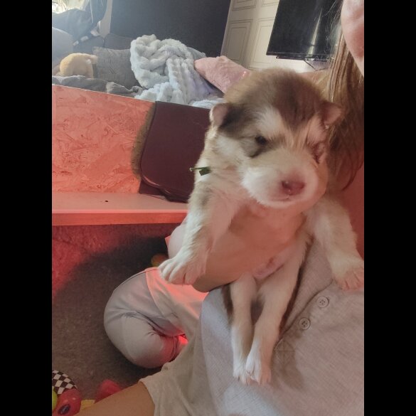 Alaskan Malamute - Both