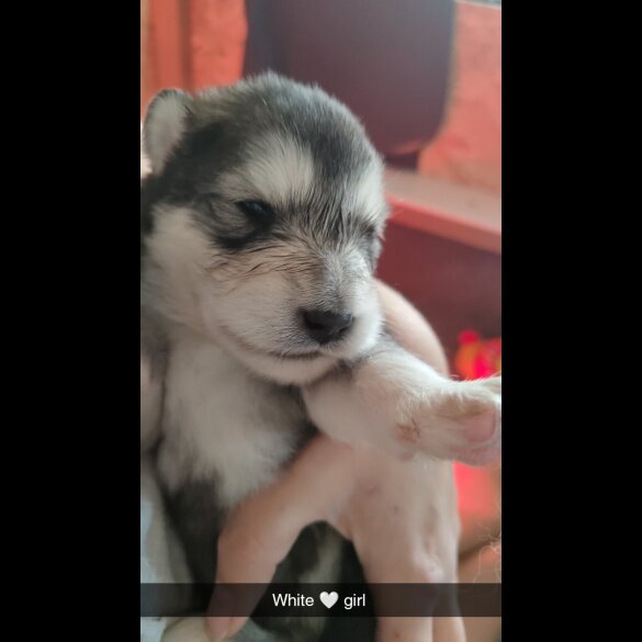 Alaskan Malamute - Both