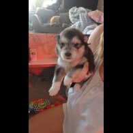 Alaskan Malamute - Both