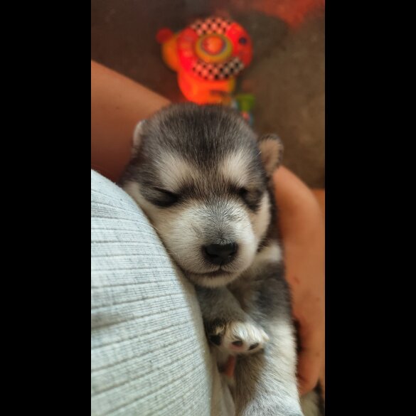 Alaskan Malamute - Both