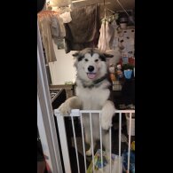 Alaskan Malamute - Both