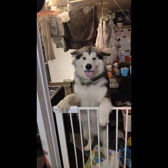 Alaskan Malamute - Both