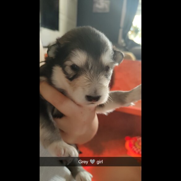 Alaskan Malamute - Both