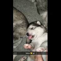 Alaskan Malamute - Both