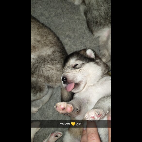 Alaskan Malamute - Both