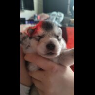 Alaskan Malamute - Both