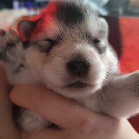 Alaskan Malamute - Both