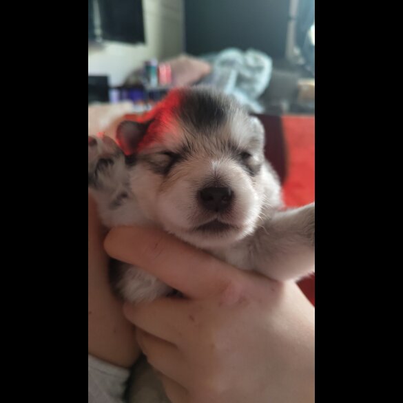 Alaskan Malamute - Both