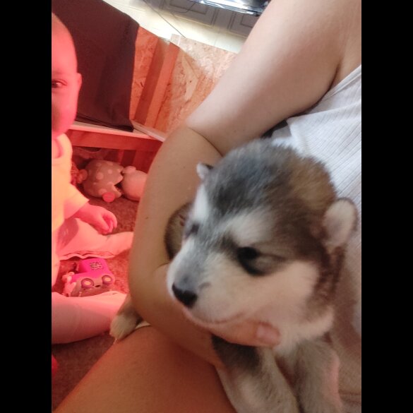 Alaskan Malamute - Both