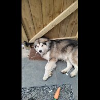 Alaskan Malamute - Both