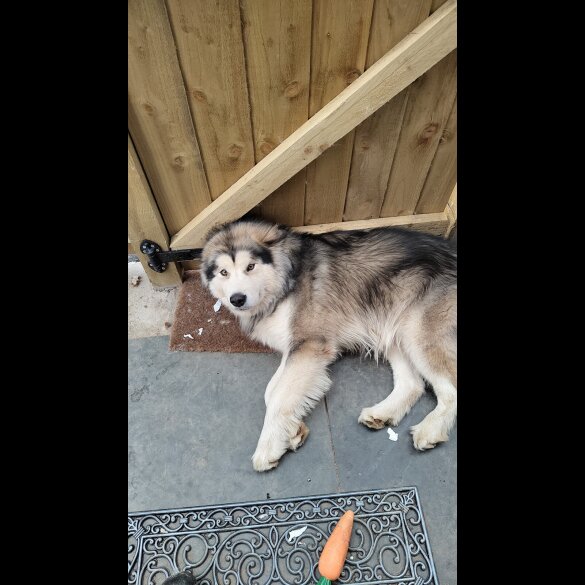 Alaskan Malamute - Both