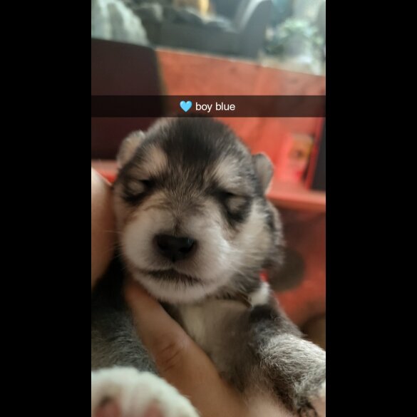 Alaskan Malamute - Both