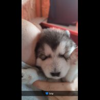 Alaskan Malamute - Both
