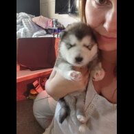 Alaskan Malamute - Both