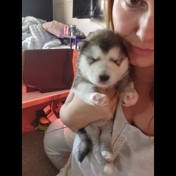 Alaskan Malamute - Both