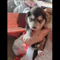 Alaskan Malamute - Both