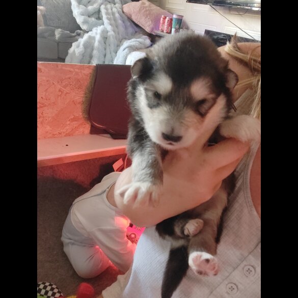 Alaskan Malamute - Both