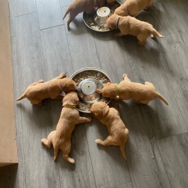 Labrador Retriever - Both