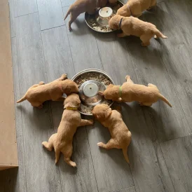 Labrador Retriever - Both