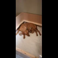 Labrador Retriever - Both