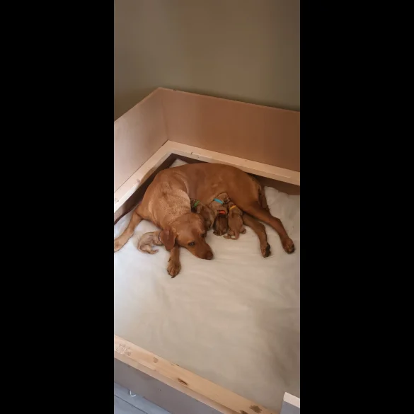 Labrador Retriever - Both