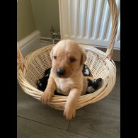 Labrador Retriever - Both