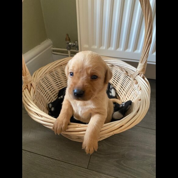 Labrador Retriever - Both