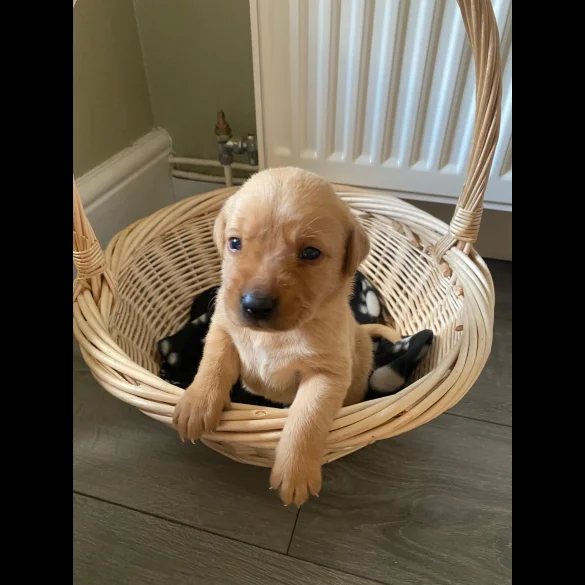 Labrador Retriever - Both