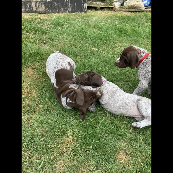German Pointer - Both