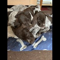 German Pointer - Both