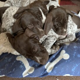 German Pointer - Both