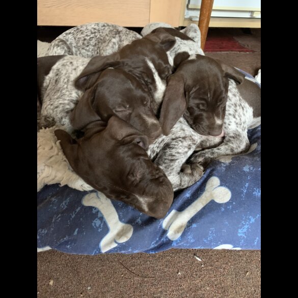 German Pointer - Both