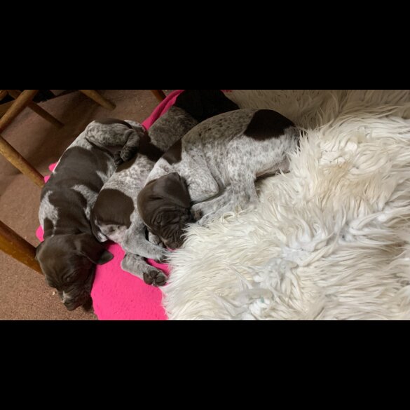 German Pointer - Both