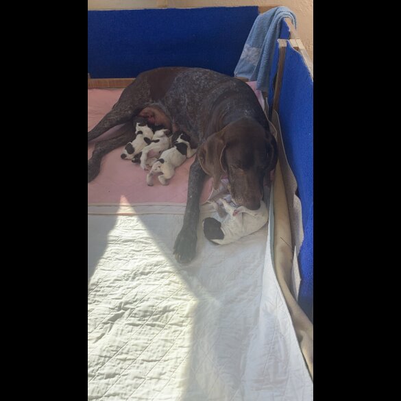 German Pointer - Both