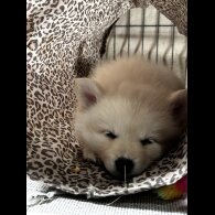 German Spitz - Both