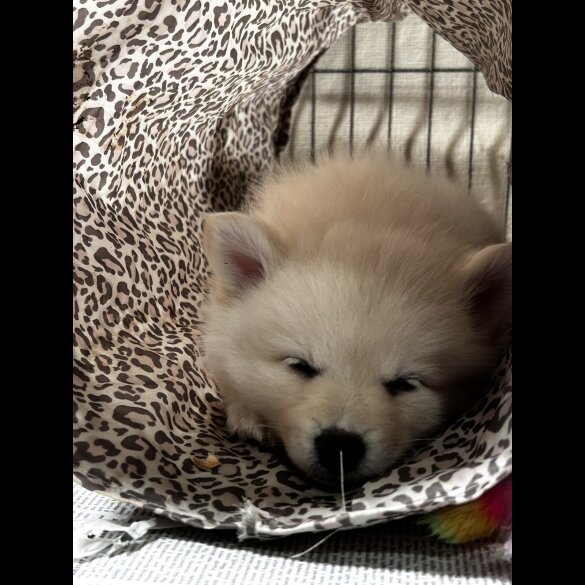 German Spitz - Both