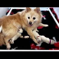 German Spitz - Both