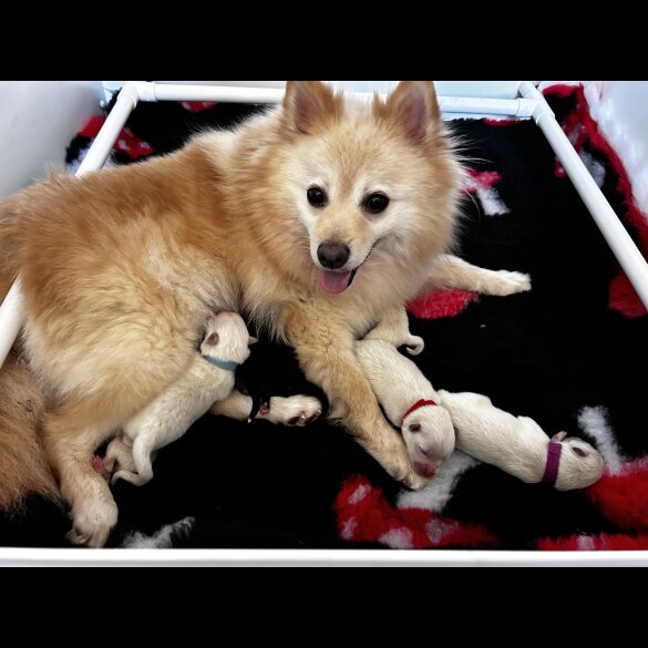 German Spitz - Both