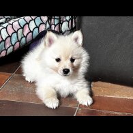German Spitz - Both