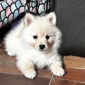 German Spitz - Both