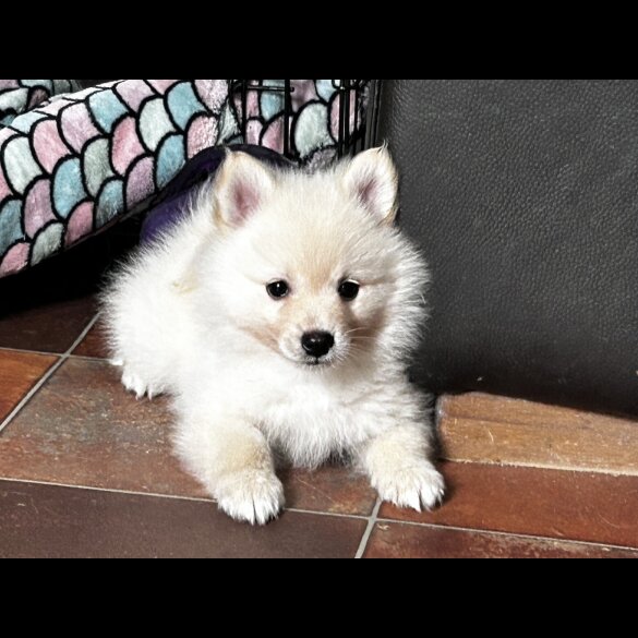 German Spitz - Both