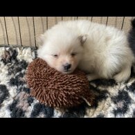 German Spitz - Both